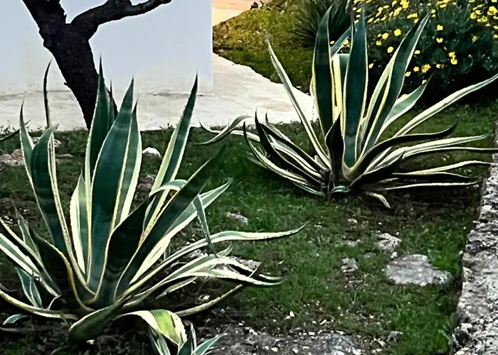 Syconium Trullo And Lamia Gea Charme And History 4*